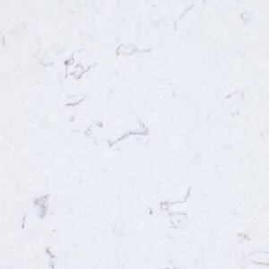 Florentino Classic Quartz